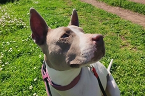 Immagine per la categoria Pet