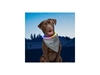 Picture of Niteize NITEHOWL BANDANA RECHARGEABLE LED SAFETY NECKLACE Grey NHOR-B0907S-R8